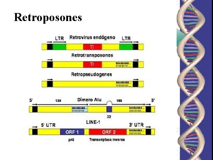 Retroposones 