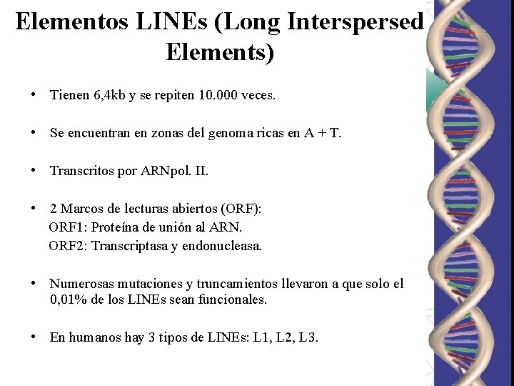 Elementos LINEs (Long Interspersed Elements) • Tienen 6, 4 kb y se repiten 10.