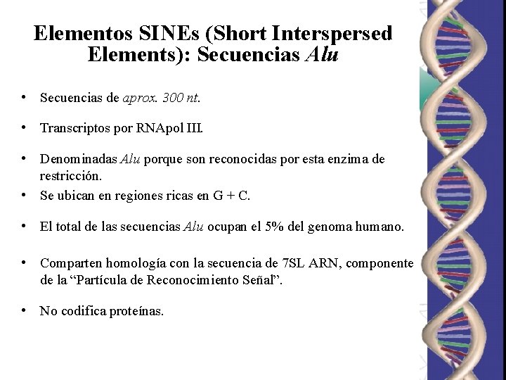 Elementos SINEs (Short Interspersed Elements): Secuencias Alu • Secuencias de aprox. 300 nt. •