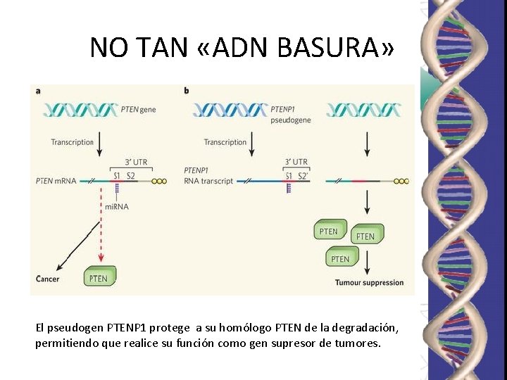 NO TAN «ADN BASURA» El pseudogen PTENP 1 protege a su homólogo PTEN de