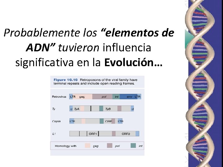 Probablemente los “elementos de ADN” tuvieron influencia significativa en la Evolución… 