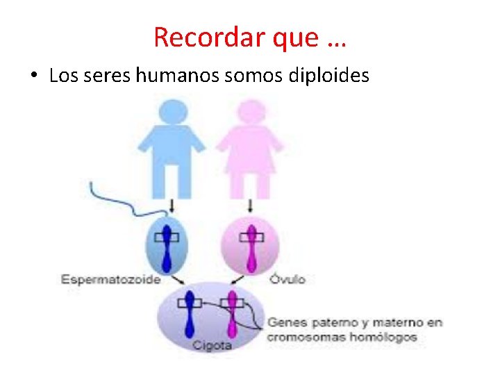 Recordar que … • Los seres humanos somos diploides 