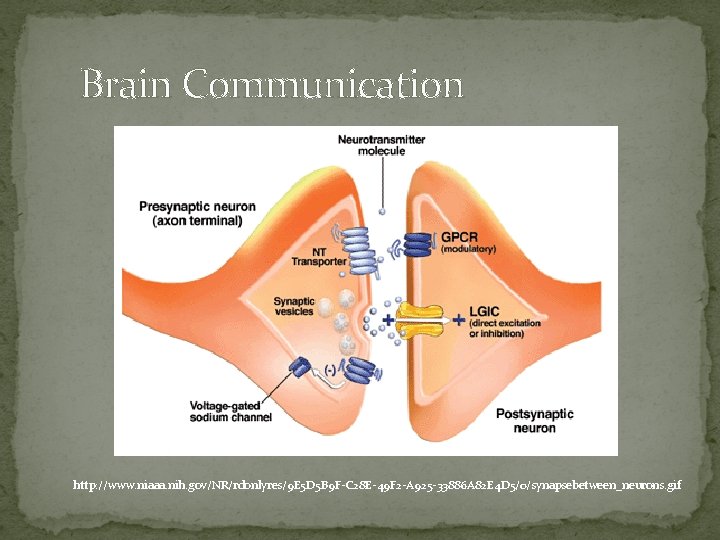 Brain Communication http: //www. niaaa. nih. gov/NR/rdonlyres/9 E 5 D 5 B 9 F-C