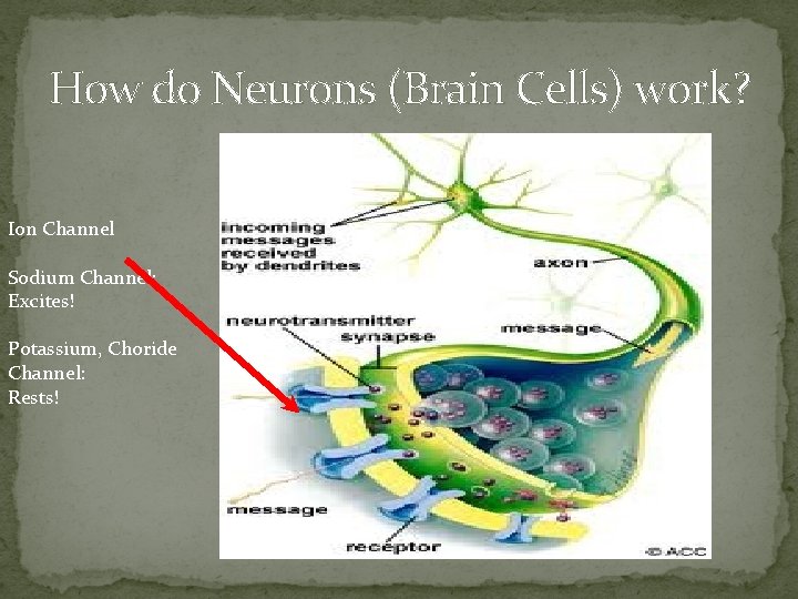 How do Neurons (Brain Cells) work? Ion Channel Sodium Channel: Excites! Potassium, Choride Channel: