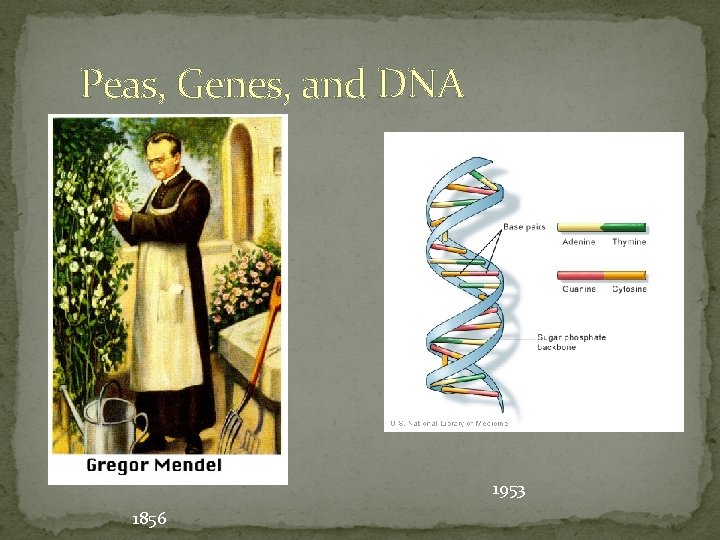 Peas, Genes, and DNA 1953 1856 
