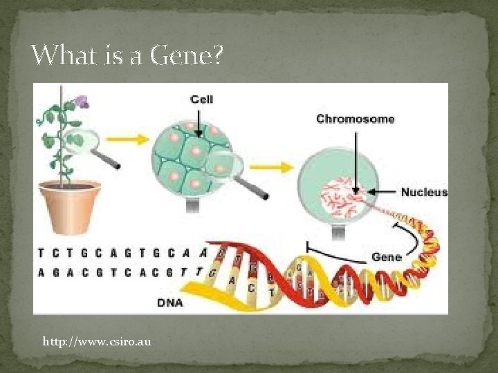 What is a Gene? http: //www. csiro. au 