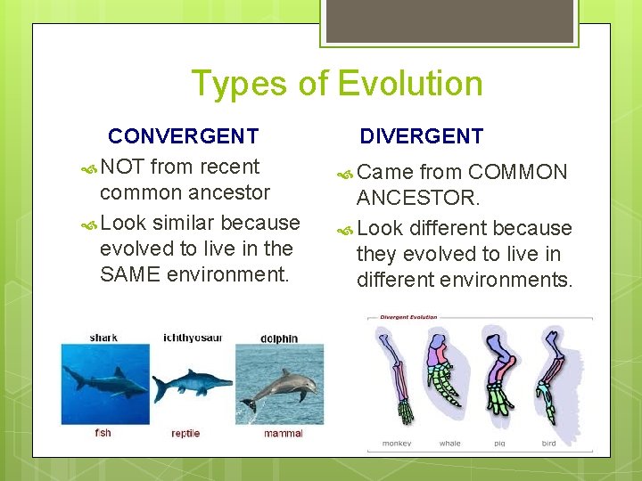 Types of Evolution CONVERGENT NOT from recent common ancestor Look similar because evolved to