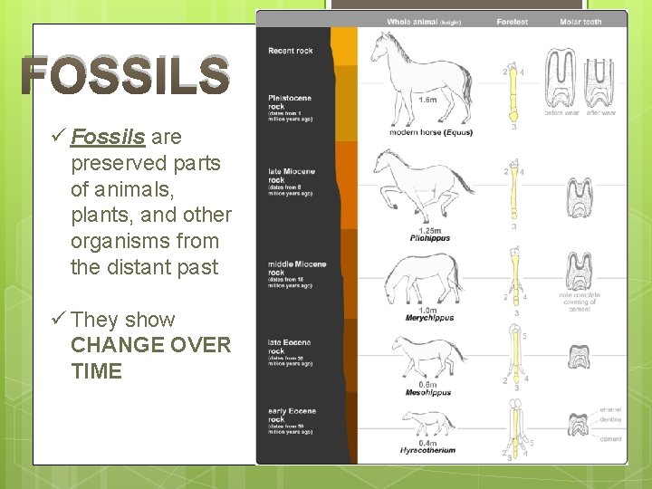 FOSSILS ü Fossils are preserved parts of animals, plants, and other organisms from the