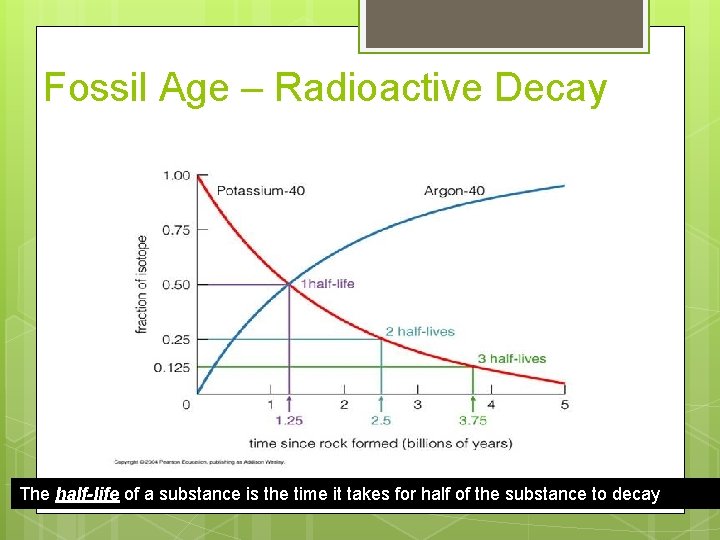 Fossil Age – Radioactive Decay The half-life of a substance is the time it