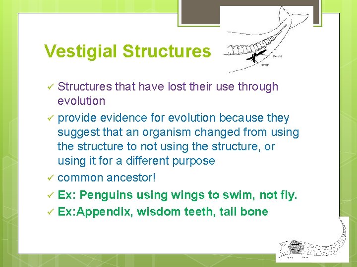 Vestigial Structures that have lost their use through evolution ü provide evidence for evolution