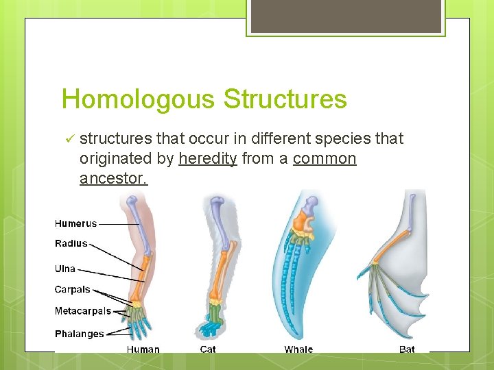Homologous Structures ü structures that occur in different species that originated by heredity from