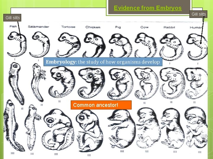 Evidence from Embryos Gill slits Common ancestor! 