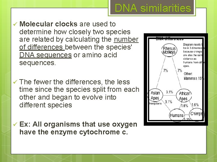 DNA similarities ü Molecular clocks are used to determine how closely two species are