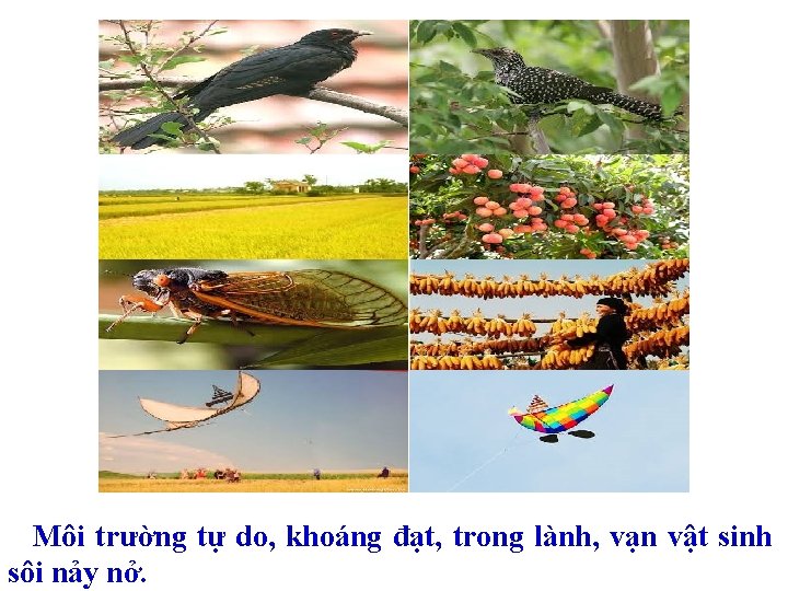 Môi trường tự do, khoáng đạt, trong lành, vạn vật sinh sôi nảy nở.