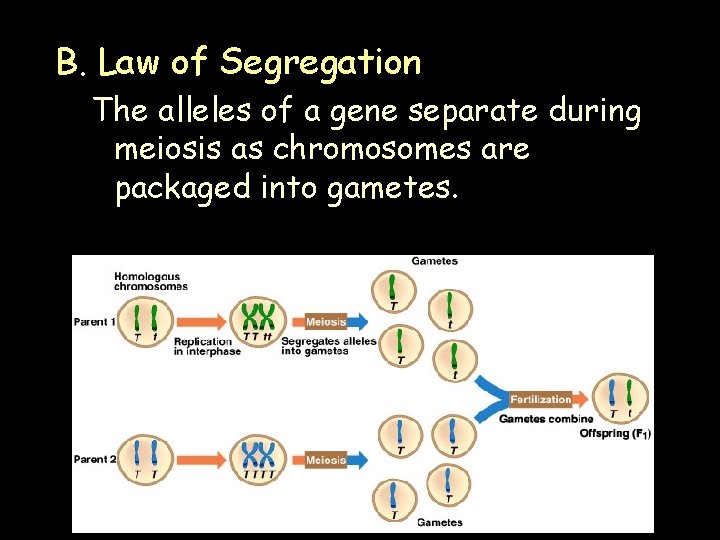 B. Law of Segregation The alleles of a gene separate during meiosis as chromosomes B. Law of Segregation The alleles of a gene separate during meiosis as chromosomes