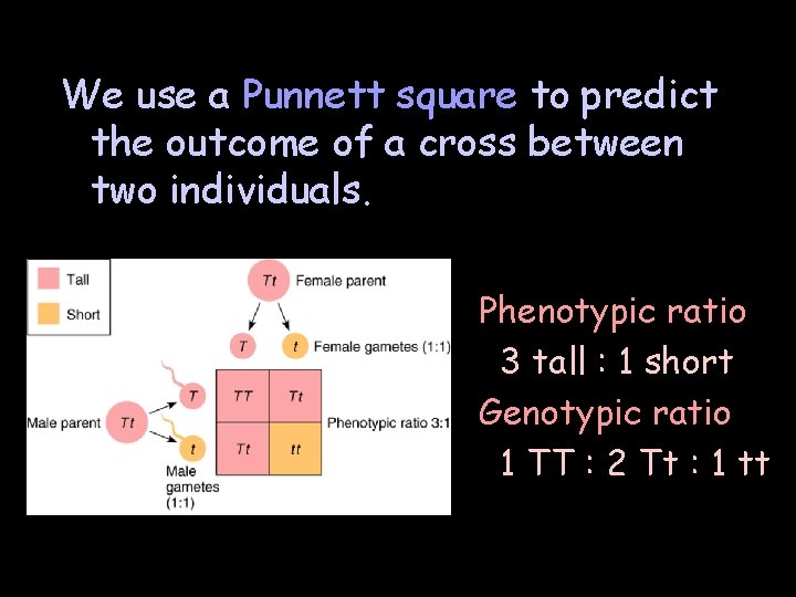 We use a Punnett square to predict the outcome of a cross between two We use a Punnett square to predict the outcome of a cross between two