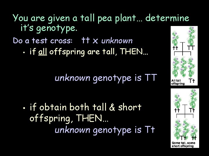 You are given a tall pea plant… determine it’s genotype. Do a test cross: You are given a tall pea plant… determine it’s genotype. Do a test cross: