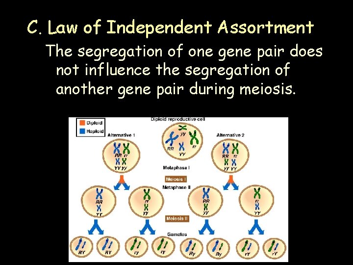 C. Law of Independent Assortment The segregation of one gene pair does not influence C. Law of Independent Assortment The segregation of one gene pair does not influence