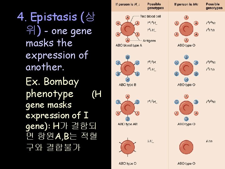 4. Epistasis (상 위) - one gene masks the expression of another. Ex. Bombay 4. Epistasis (상 위) - one gene masks the expression of another. Ex. Bombay