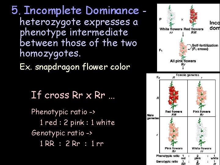 5. Incomplete Dominance heterozygote expresses a phenotype intermediate between those of the two homozygotes. 5. Incomplete Dominance heterozygote expresses a phenotype intermediate between those of the two homozygotes.