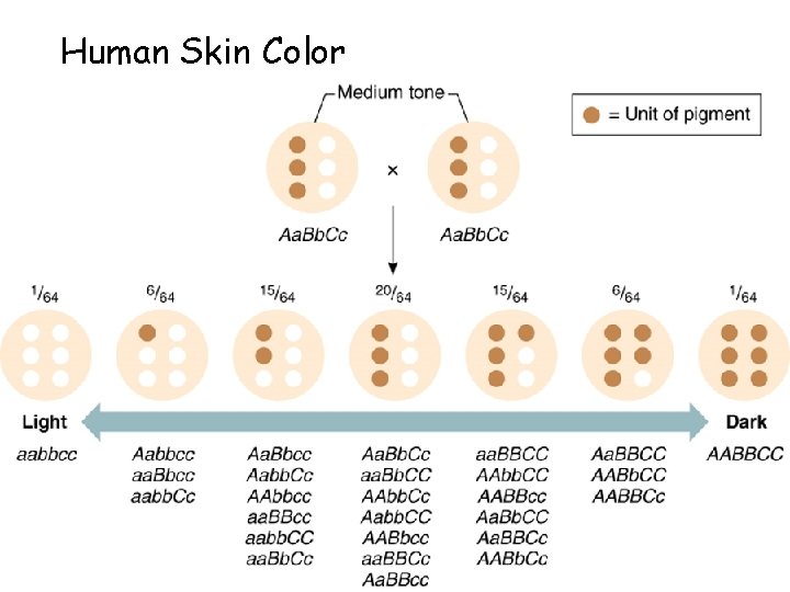 Human Skin Color Human Skin Color