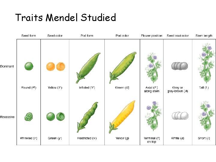 Traits Mendel Studied Traits Mendel Studied