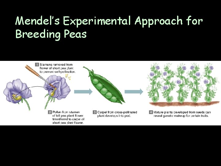 Mendel’s Experimental Approach for Breeding Peas Mendel’s Experimental Approach for Breeding Peas