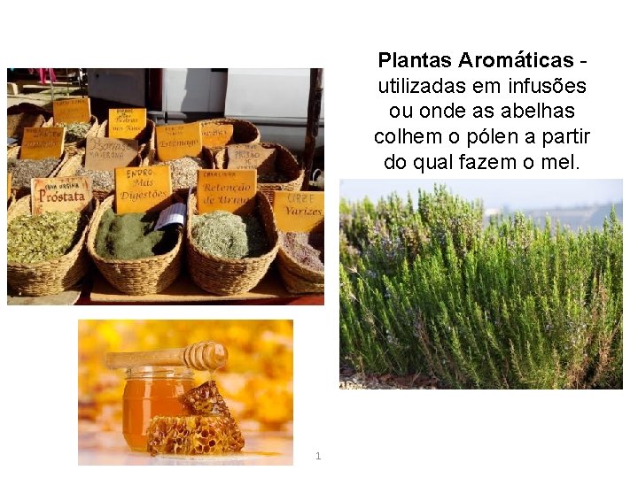 Plantas Aromáticas utilizadas em infusões ou onde as abelhas colhem o pólen a partir