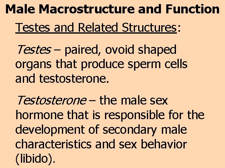 Male Macrostructure and Function Testes and Related Structures: Testes – paired, ovoid shaped organs