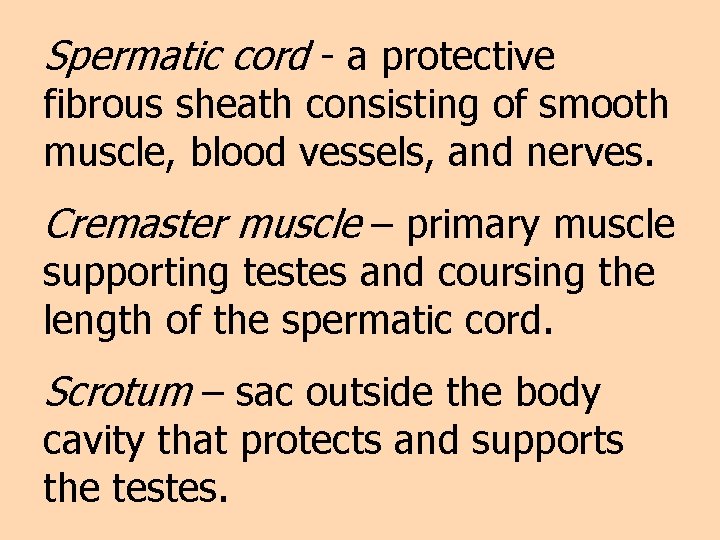 Spermatic cord - a protective fibrous sheath consisting of smooth muscle, blood vessels, and