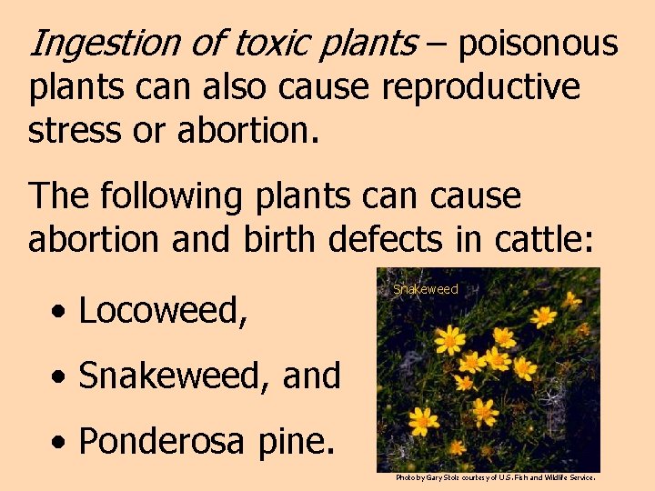 Ingestion of toxic plants – poisonous plants can also cause reproductive stress or abortion.