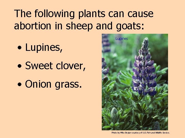 The following plants can cause abortion in sheep and goats: Lupines • Lupines, •