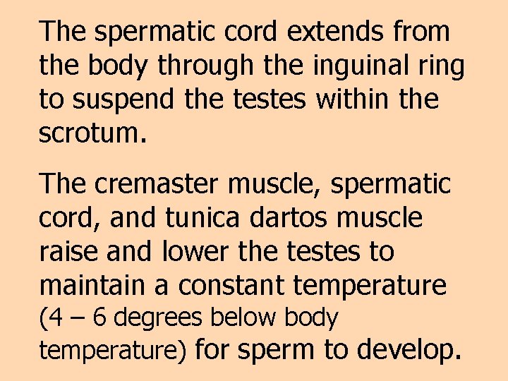 The spermatic cord extends from the body through the inguinal ring to suspend the