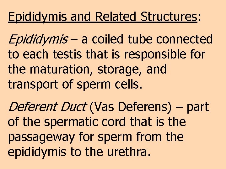 Epididymis and Related Structures: Epididymis – a coiled tube connected to each testis that