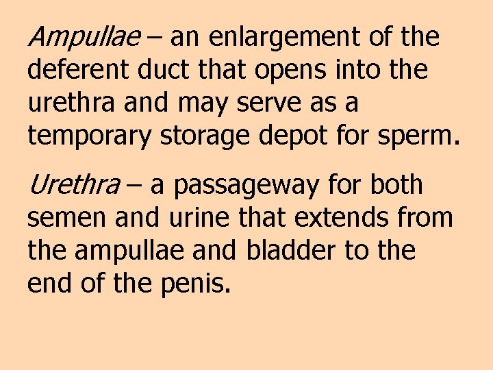 Ampullae – an enlargement of the deferent duct that opens into the urethra and