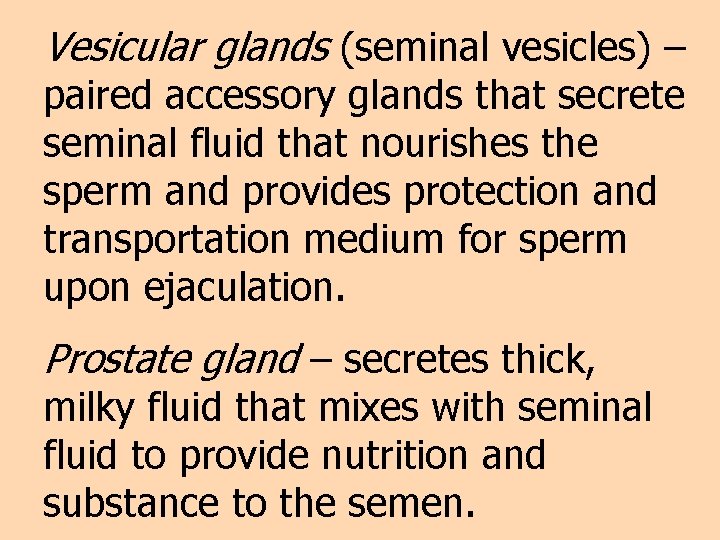 Vesicular glands (seminal vesicles) – paired accessory glands that secrete seminal fluid that nourishes