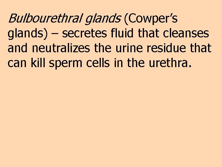 Bulbourethral glands (Cowper’s glands) – secretes fluid that cleanses and neutralizes the urine residue