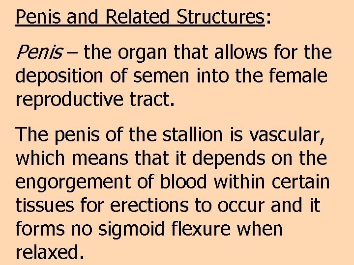 Penis and Related Structures: Penis – the organ that allows for the deposition of