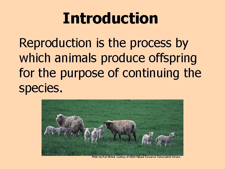 Introduction Reproduction is the process by which animals produce offspring for the purpose of