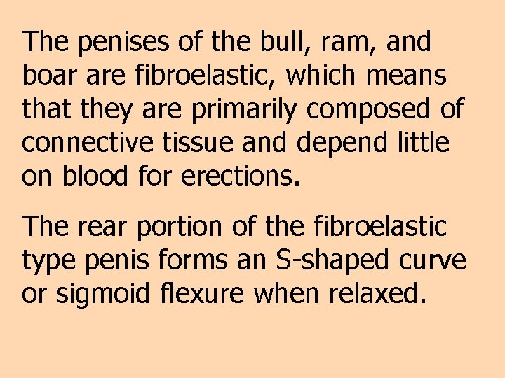 The penises of the bull, ram, and boar are fibroelastic, which means that they