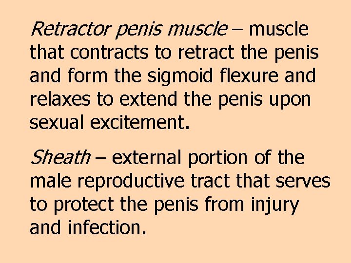 Retractor penis muscle – muscle that contracts to retract the penis and form the