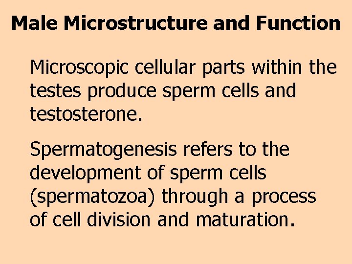 Male Microstructure and Function Microscopic cellular parts within the testes produce sperm cells and