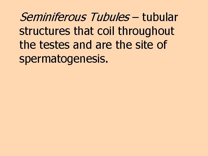 Seminiferous Tubules – tubular structures that coil throughout the testes and are the site