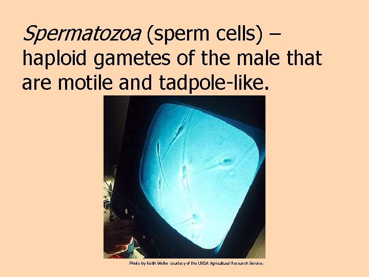 Spermatozoa (sperm cells) – haploid gametes of the male that are motile and tadpole-like.