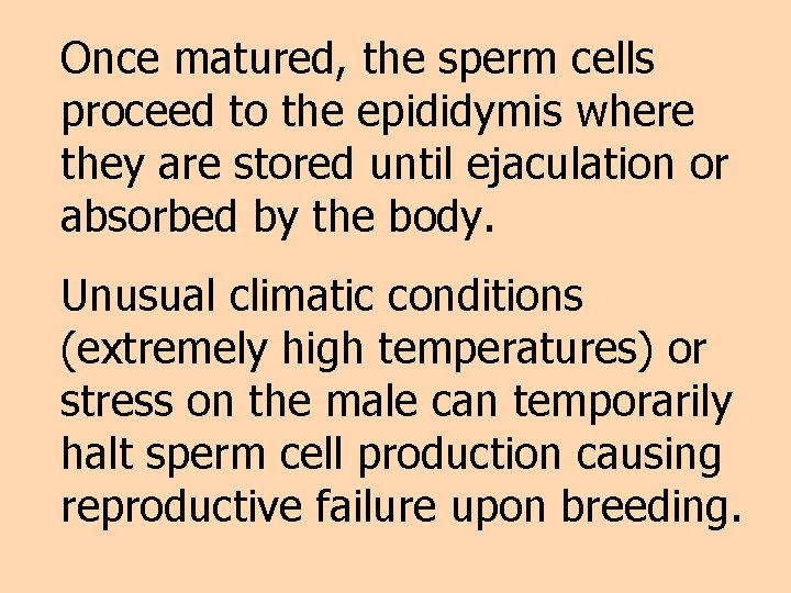 Once matured, the sperm cells proceed to the epididymis where they are stored until