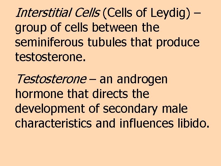 Interstitial Cells (Cells of Leydig) – group of cells between the seminiferous tubules that