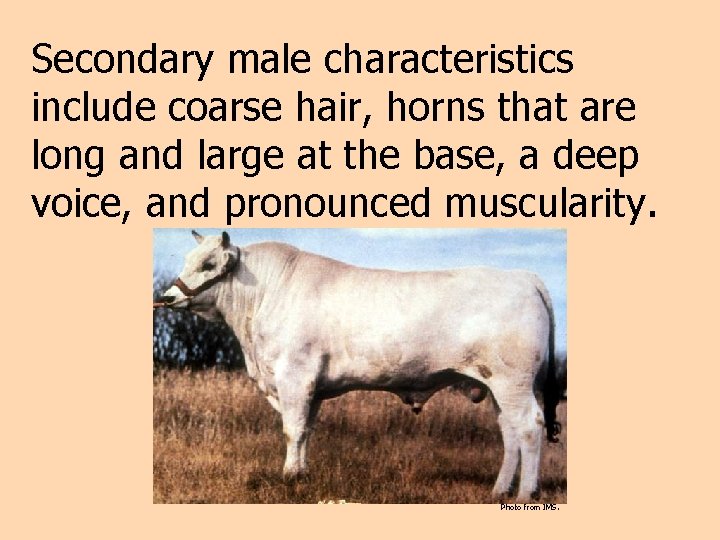 Secondary male characteristics include coarse hair, horns that are long and large at the