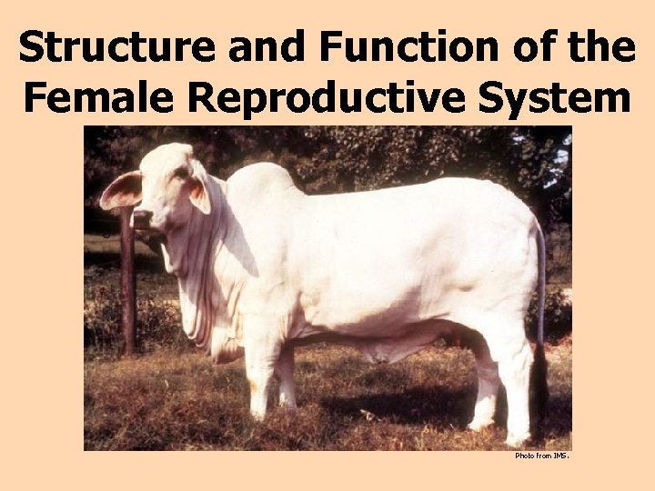 Structure and Function of the Female Reproductive System Photo from IMS. 