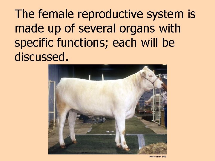 The female reproductive system is made up of several organs with specific functions; each