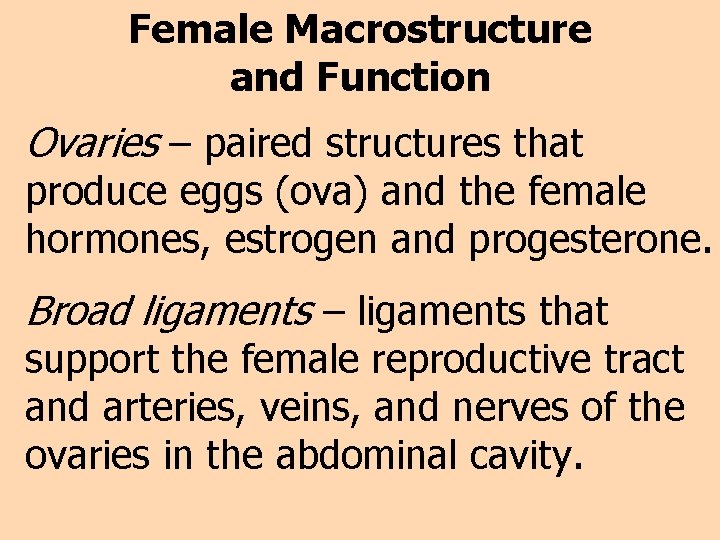 Female Macrostructure and Function Ovaries – paired structures that produce eggs (ova) and the